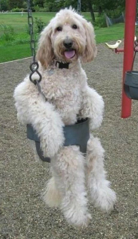 funny-dog-in-a-swing